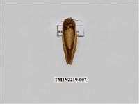 藏品(雙色美舟蛾)的圖片